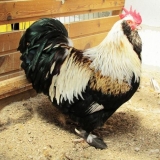 Opis rase pilića fireroll